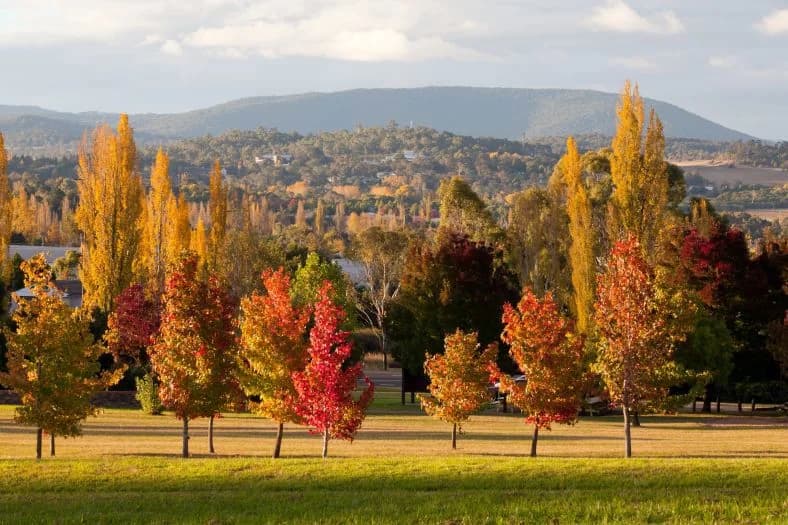 Autumn trees across the Armidale landscape